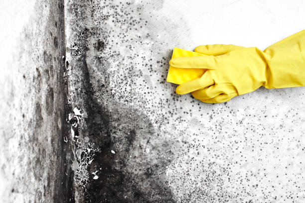 Best Mold Testing and Removal  in Socorro, TX