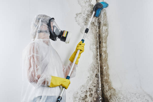 Best Black Mold Removal  in Socorro, TX