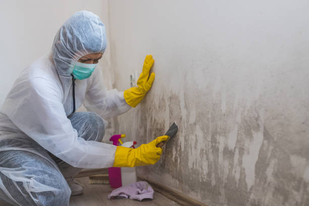 Best Black Mold Removal  in Socorro, TX