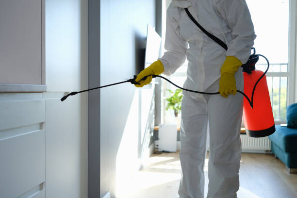 Best Toxic Mold Removal  in Socorro, TX