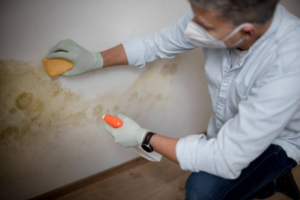 Office Mold Removal Services in Socorro, TX