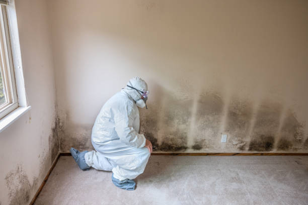 Home Mold Removal in Socorro, TX