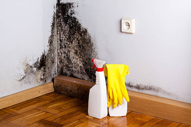 Trusted Socorro, TX Mold Removal Experts