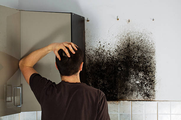 Best Certified Mold Removal  in Socorro, TX