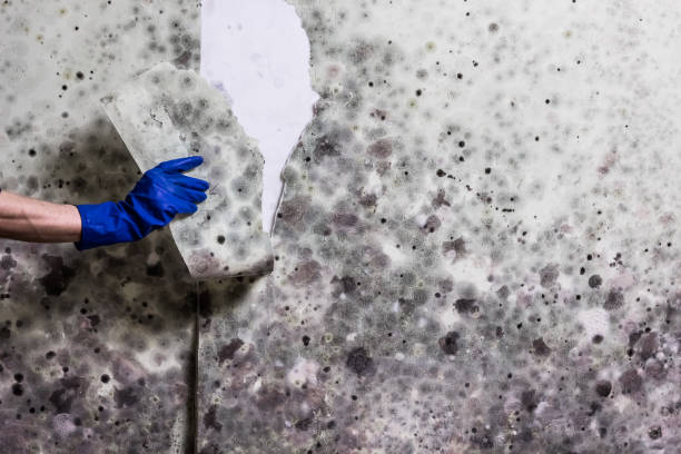 Best Mold Damage Repair  in Socorro, TX