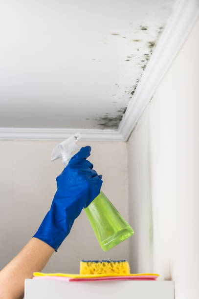 Office Mold Removal Services in Socorro, TX